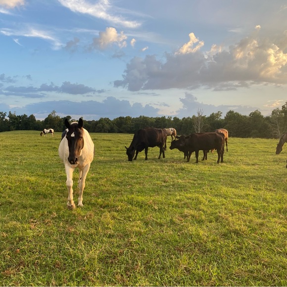 Meet your Posher, Alicia - Picture 2 of 9